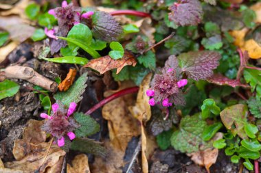 Bahçedeki güzel çiçekler