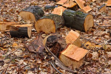 ormana odun yığını