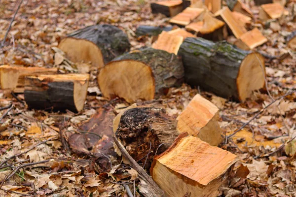 Pile Firewood Forest — Stock Photo, Image