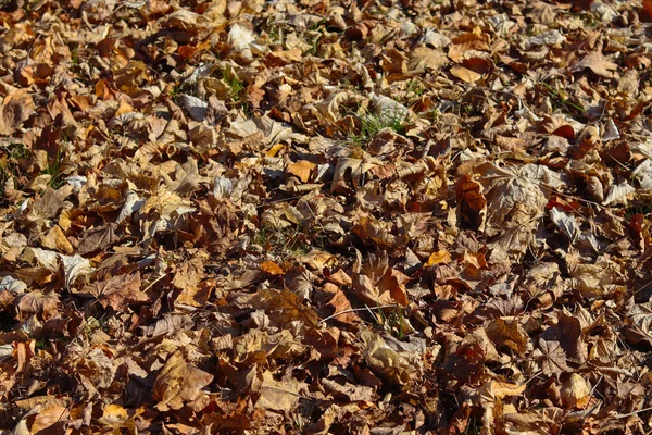 地上干叶的背景 — 图库照片