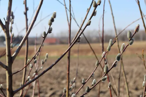 bahar çiçekleri, doğa arka planı