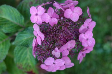 Bahçedeki güzel çiçekler