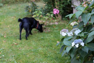 Siyah yakalı siyah köpek parkta