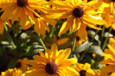 İnanılmaz çiçeklere yakın.