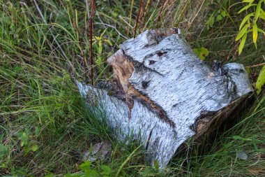 Ormanda ağaç gövdesi, bitki örtüsü