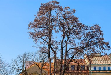 Sandomierz 'deki eski bina. Polonya.