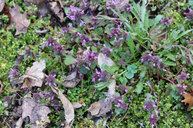 Bahçedeki güzel çiçekler