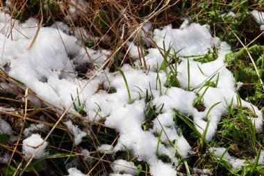 Kışın bir tarlada karla kaplanmış çimenler.