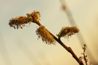 Güzel botanik fotoğrafı, doğal duvar kağıdı.