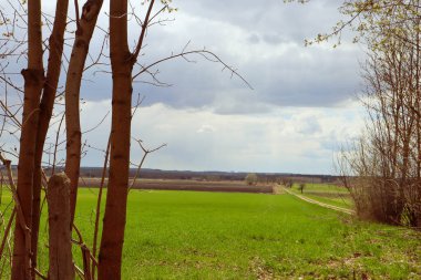 bahar manzarası. Parktaki yeşil ağaçlar.