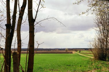 İlkbahar manzarası Ağaçlar ve yeşil çimenler
