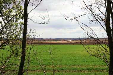 Baharda tarla, mavi gökyüzü ve bulutlar