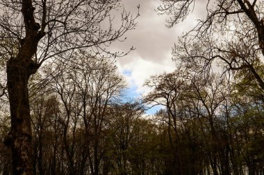 Ormanda sonbahar ağaçları. Yaprakları bol sonbahar ağaçları..