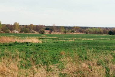 Çimen tarlası ve ufukta bir orman