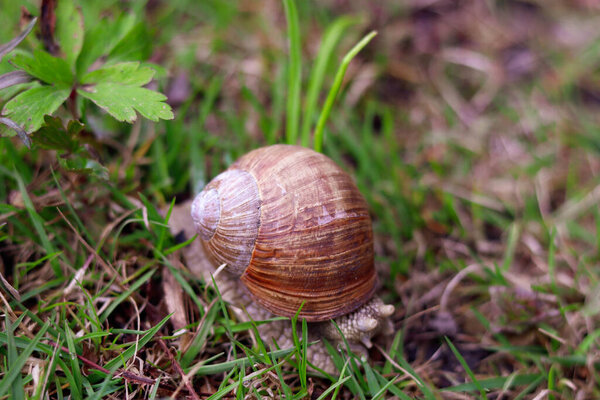 Snail crawling on the grass