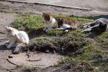 Kedi yerde yatıyor.