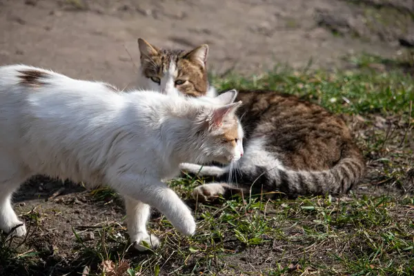 İki beyaz kedi çimlerde
