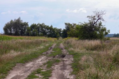 Ormandaki toprak yol.