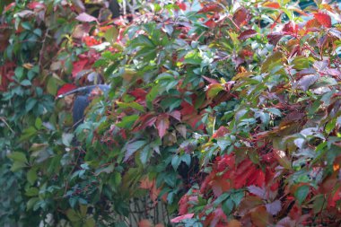 Güzel sonbahar yaprakları, sonbahar çiçekleri