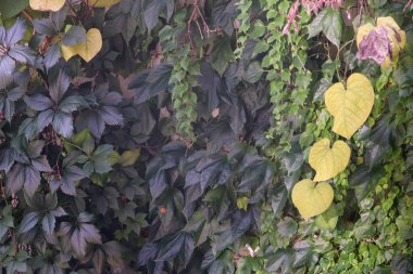 Duvardaki sarmaşık yapraklarının sonbahar arkaplanı
