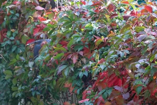 Güzel sonbahar yaprakları, sonbahar çiçekleri