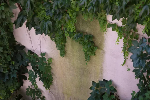 Eski taş duvarda yeşil yapraklar