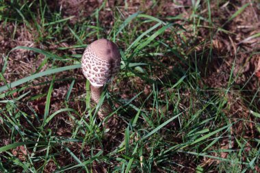 Kırmızı elbiseli bir kadın yeşil bir ormanda yolda yürüyor..