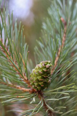 Kırmızı elbiseli bir kadın yeşil bir ormanda yolda yürüyor..