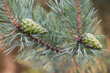 Kırmızı elbiseli bir kadın yeşil bir ormanda yolda yürüyor..
