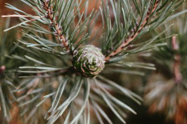 Çam kozalağına yakın.