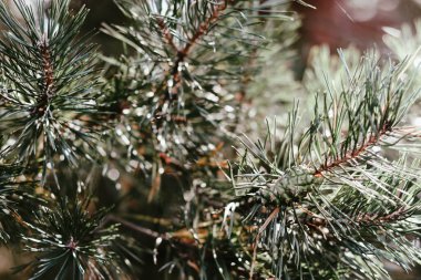 Noel ağacı dalları kapanır