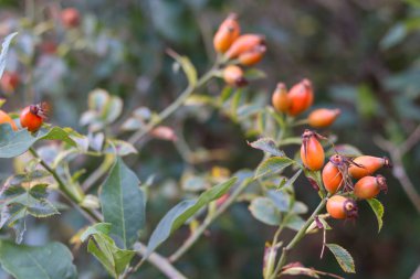 Doğada bir gül kalça yakın