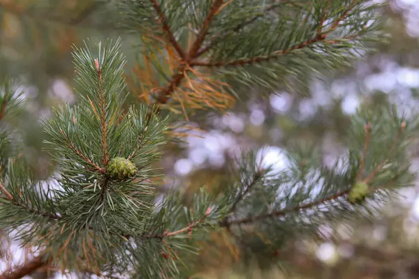 Kırmızı elbiseli bir kadın yeşil bir ormanda yolda yürüyor..
