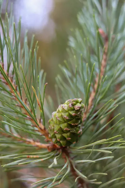 Kırmızı elbiseli bir kadın yeşil bir ormanda yolda yürüyor..