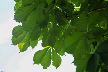 bir ağacın yeşil yaprakları