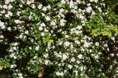 Bahçedeki güzel çiçekler