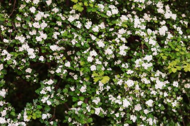 Parktaki bir ağacın beyaz çiçekleri