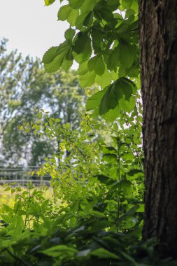 Ormanda yeşil yapraklar