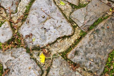 Yosun üzerinde sarı taşlar