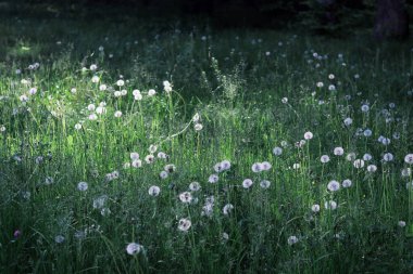 Çiçekli yeşil çimenler ve çayırlar