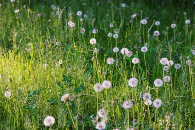 Yazın karahindibalı güzel çayır.