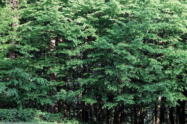 Ukrayna ormanındaki güzel yeşil ağaç