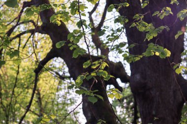 Yeşil yapraklı ağaç dalları, bitkiler ve yapraklar,