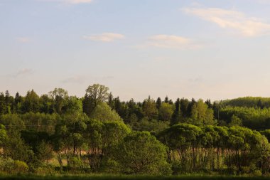 Akşamları güzel yeşil orman