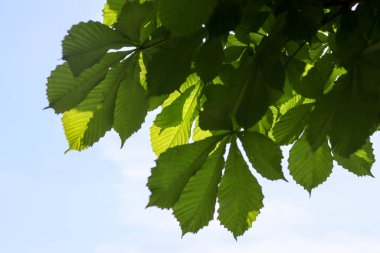 Yeşil meşe yaprakları mavi gökyüzü yeşil yaprak arka plan, doğal duvar kağıdı, yeşil yaprak, soyut arkaplan, doğa yaprağı, taze yaprak, makro, doğa duvar kağıdı