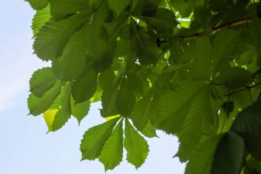 Yazın ağaçta yeşil yapraklar. Yeşil yaprak arkaplan, doğal duvar kağıdı, yeşil yaprak, soyut arkaplan, doğa yaprağı, taze yaprak, makro, doğa duvar kağıdı