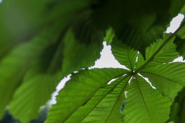 Yeşil yaprak arka plan, doğa flora yeşil yaprak arka plan, doğal duvar kağıdı, yeşil yaprak, soyut arkaplan, doğa yaprağı, taze yaprak, makro, doğa duvar kağıdı.