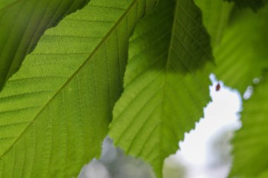 Bahçe yeşil yaprak arka plan, doğal duvar kağıdı, yeşil yaprak, soyut arkaplan, doğa yaprağı, taze yaprak, makro, doğa duvar kağıdı