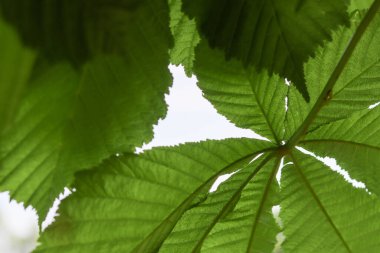 Yeşil yaprak arkaplan, doğal duvar kağıdı, yeşil yaprak, soyut arkaplan, doğa yaprağı, taze yaprak, makro, doğa duvar kağıdı