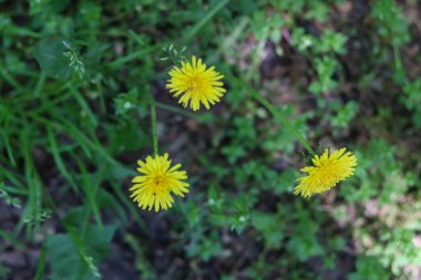 Yeşil arka planda sarı karahindibaların yakın plan çekimi.